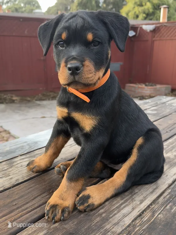 Pippa  – Rottweiler puppy for sale in Richmond, CA