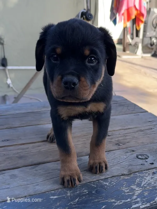 Roxy – Rottweiler puppy for sale in Richmond, CA
