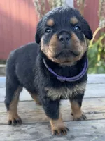 Nala , a female Rottweiler for sale in Richmond, CA – 1 of 6