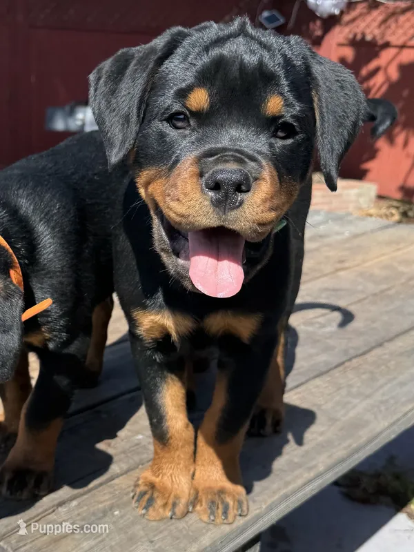 Willow – Rottweiler puppy for sale in Richmond, CA