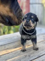 Willow, a female Rottweiler for sale in Richmond, CA – 2 of 6