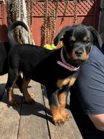 Mia, a female Rottweiler for sale in Richmond, CA – 5 of 10