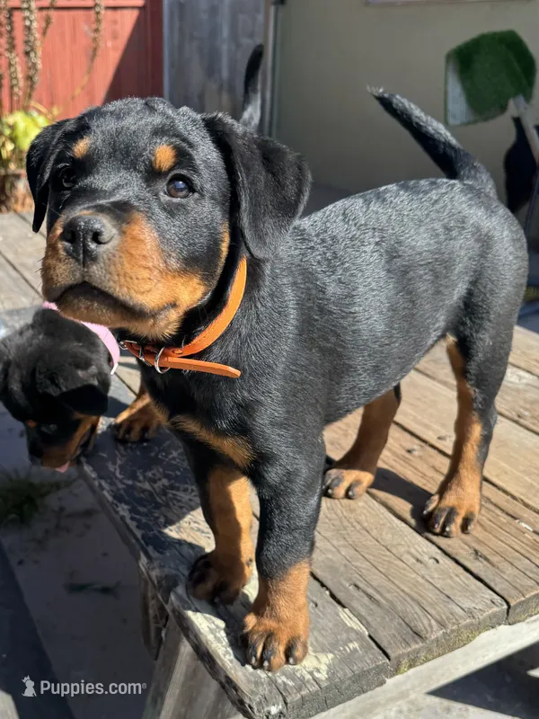 Pippa  – Rottweiler puppy for sale in Richmond, CA
