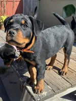 Pippa , a female Rottweiler for sale in Richmond, CA – 1 of 10