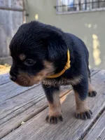 Zara, a female Rottweiler for sale in Richmond, CA – 2 of 10