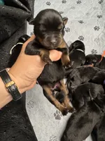 Pink girl, a female Rottweiler for sale in Richmond, CA – 3 of 4
