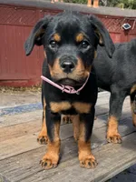 Mia, a female Rottweiler for sale in Richmond, CA – 3 of 10