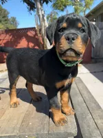 Willow, a female Rottweiler for sale in Richmond, CA – 5 of 10