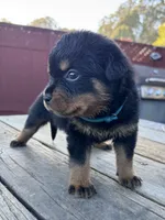 Roxy, a female Rottweiler for sale in Richmond, CA – 3 of 8