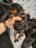 Pink girl, a female Rottweiler for sale in Richmond, CA – 4 of 4