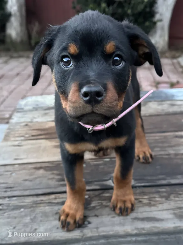 Mia – Rottweiler puppy for sale in Richmond, CA