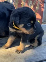 Zara, a female Rottweiler for sale in Richmond, CA – 4 of 10