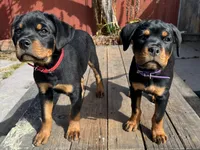 Ruby, a female Rottweiler for sale in Richmond, CA – 6 of 10