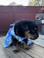 Nala , a female Rottweiler for sale in Richmond, CA – 4 of 6