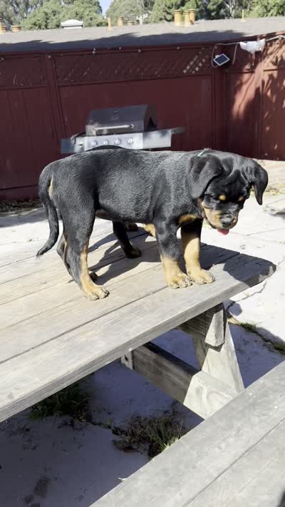 Willow, a female Rottweiler for sale in Richmond, CA – 10 of 10