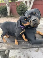 Nala , a female Rottweiler for sale in Richmond, CA – 2 of 7