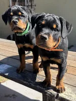 Willow, a female Rottweiler for sale in Richmond, CA – 6 of 10