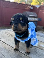 Roxy, a female Rottweiler for sale in Richmond, CA – 8 of 8