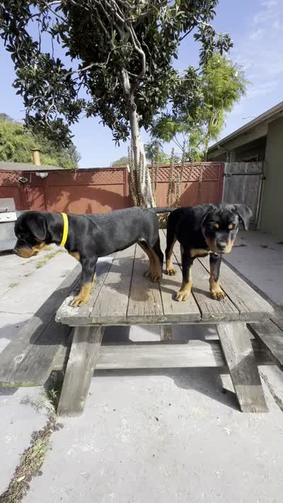 Zara, a female Rottweiler for sale in Richmond, CA – 5 of 5