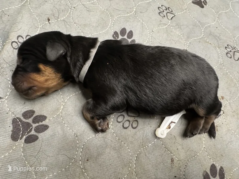 Grey girl, a female Rottweiler for sale in Richmond, CA – 1 of 3