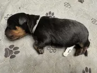 Grey girl, a female Rottweiler for sale in Richmond, CA – 1 of 3
