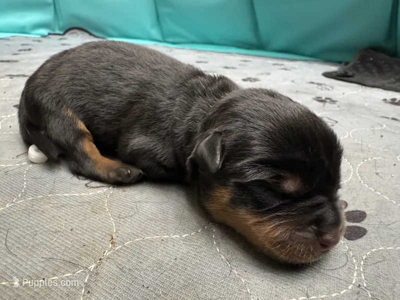 Black boy – Rottweiler puppy for sale in Richmond, CA