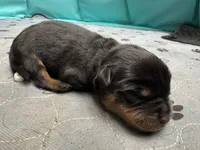 Black boy, a male Rottweiler for sale in Richmond, CA – 1 of 3