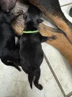 Green boy, a male Rottweiler for sale in Richmond, CA – 2 of 6