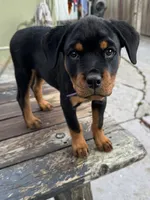 Nala , a female Rottweiler for sale in Richmond, CA – 4 of 7