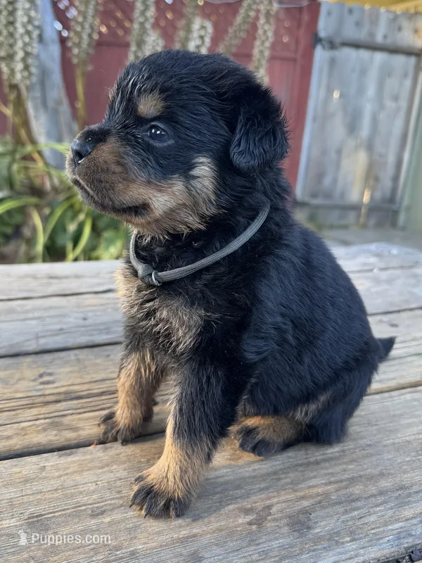 Grey girl – Rottweiler puppy for sale in Richmond, CA