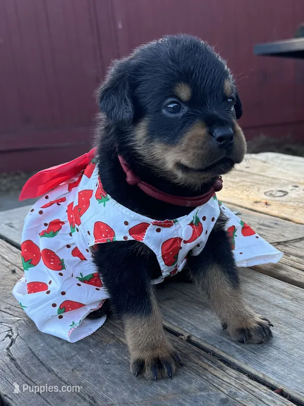 Red girl – Rottweiler puppy for sale in Richmond, CA