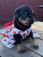 Ruby, a female Rottweiler for sale in Richmond, CA – 1 of 4