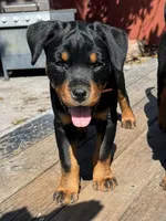 Pippa , a female Rottweiler for sale in Richmond, CA – 3 of 10