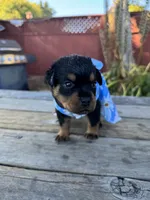 Nala , a female Rottweiler for sale in Richmond, CA – 2 of 6