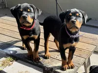 Ruby, a female Rottweiler for sale in Richmond, CA – 9 of 10