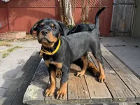 Zara, a female Rottweiler for sale in Richmond, CA – 2 of 5