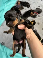 Green boy, a male Rottweiler for sale in Richmond, CA – 3 of 6