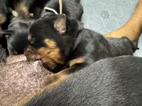 Black boy, a male Rottweiler for sale in Richmond, CA – 4 of 5