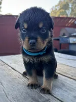 Roxy, a female Rottweiler for sale in Richmond, CA – 2 of 8