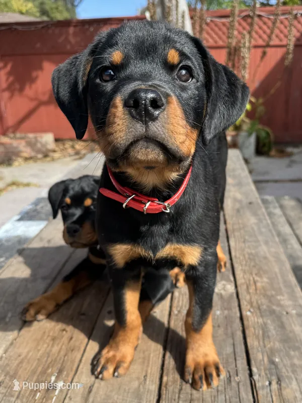 Ruby – Rottweiler puppy for sale in Richmond, CA