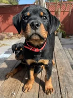 Ruby, a female Rottweiler for sale in Richmond, CA – 1 of 10