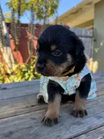 Zara, a female Rottweiler for sale in Richmond, CA – 9 of 10
