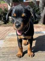 Mia, a female Rottweiler for sale in Richmond, CA – 2 of 10
