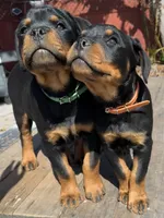 Pippa , a female Rottweiler for sale in Richmond, CA – 8 of 10