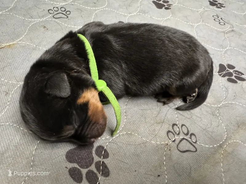 Green boy – Rottweiler puppy for sale in Richmond, CA