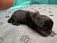 Red girl, a female Rottweiler for sale in Richmond, CA – 1 of 1