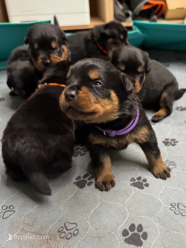 Purple girl – Rottweiler puppy for sale in Richmond, CA