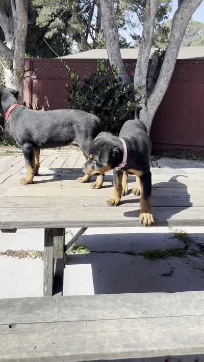 Mia, a female Rottweiler for sale in Richmond, CA – 10 of 10