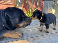 Zara, a female Rottweiler for sale in Richmond, CA – 5 of 10