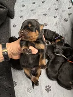Black boy, a male Rottweiler for sale in Richmond, CA – 3 of 3